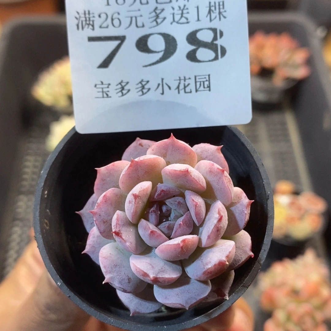 恩宠一物一拍满18包邮满26送一颗多肉