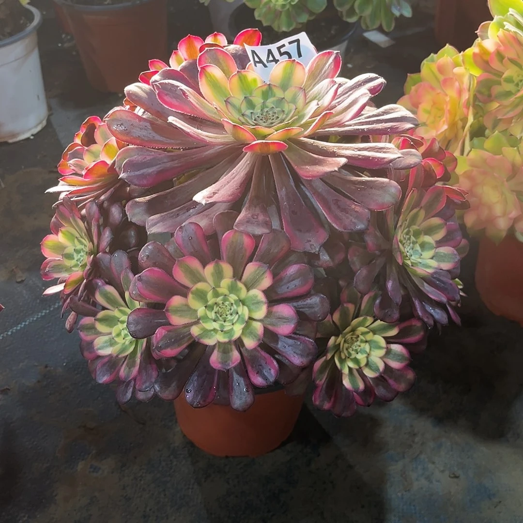 多肉植物美姬变异457多肉