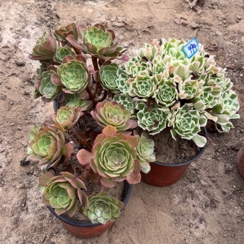 994多肉植物组合，