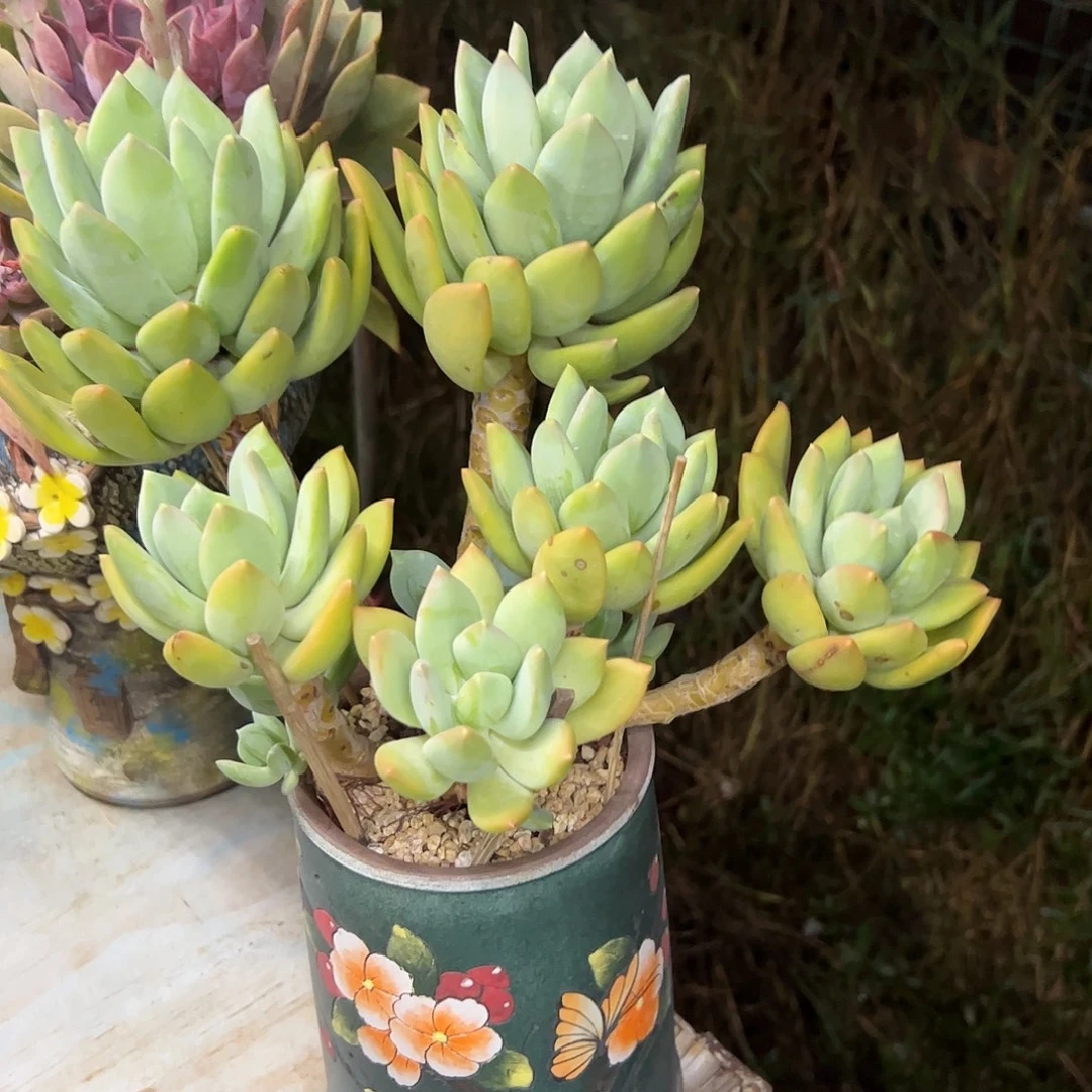 海洋之星28 零零多肉植物