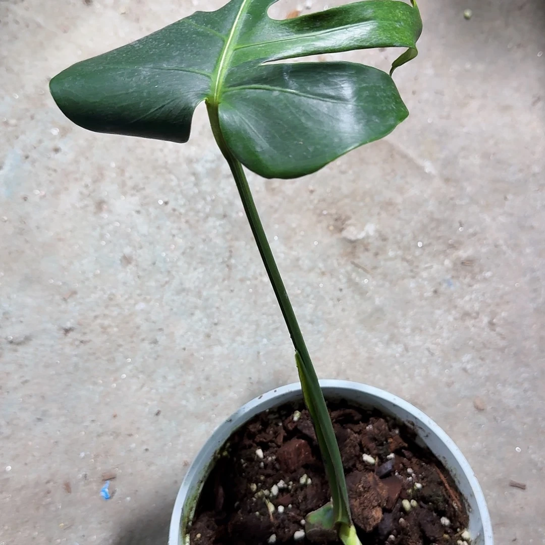 用***8无花朵龟背竹一物一拍