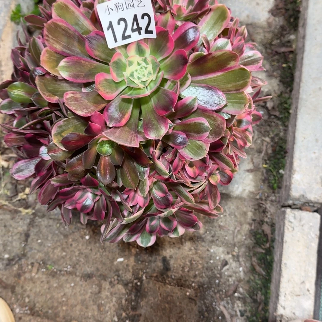 @***来男神多肉植物1242寄养