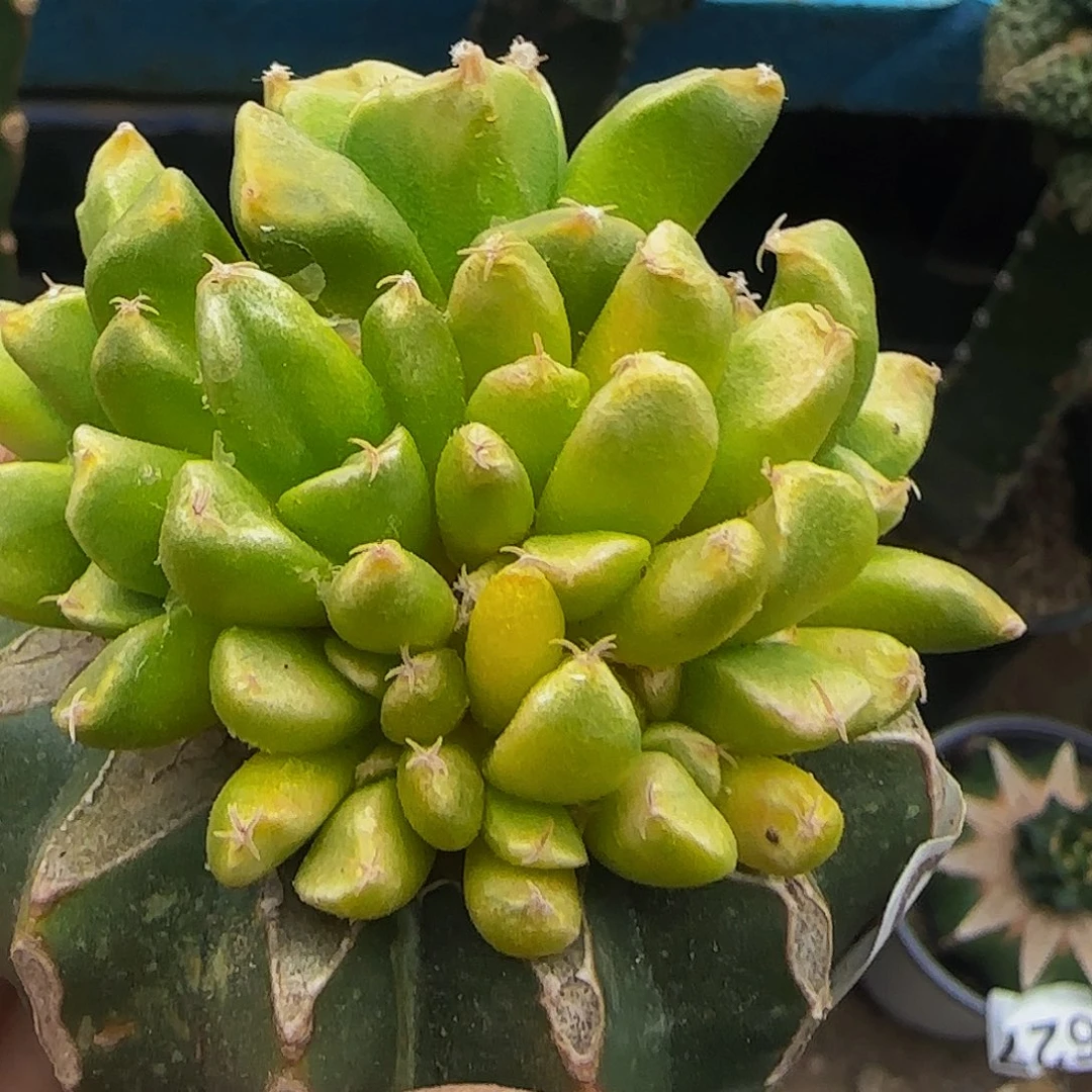 牡丹锦群524仙人球开花