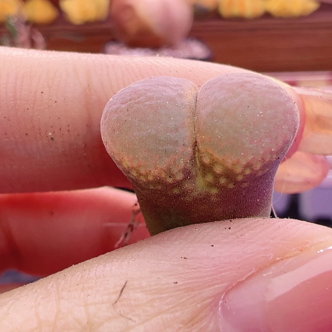 &***&特特特特特特特特