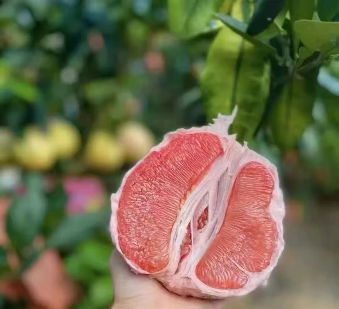 梅州三红柚当季新鲜水果