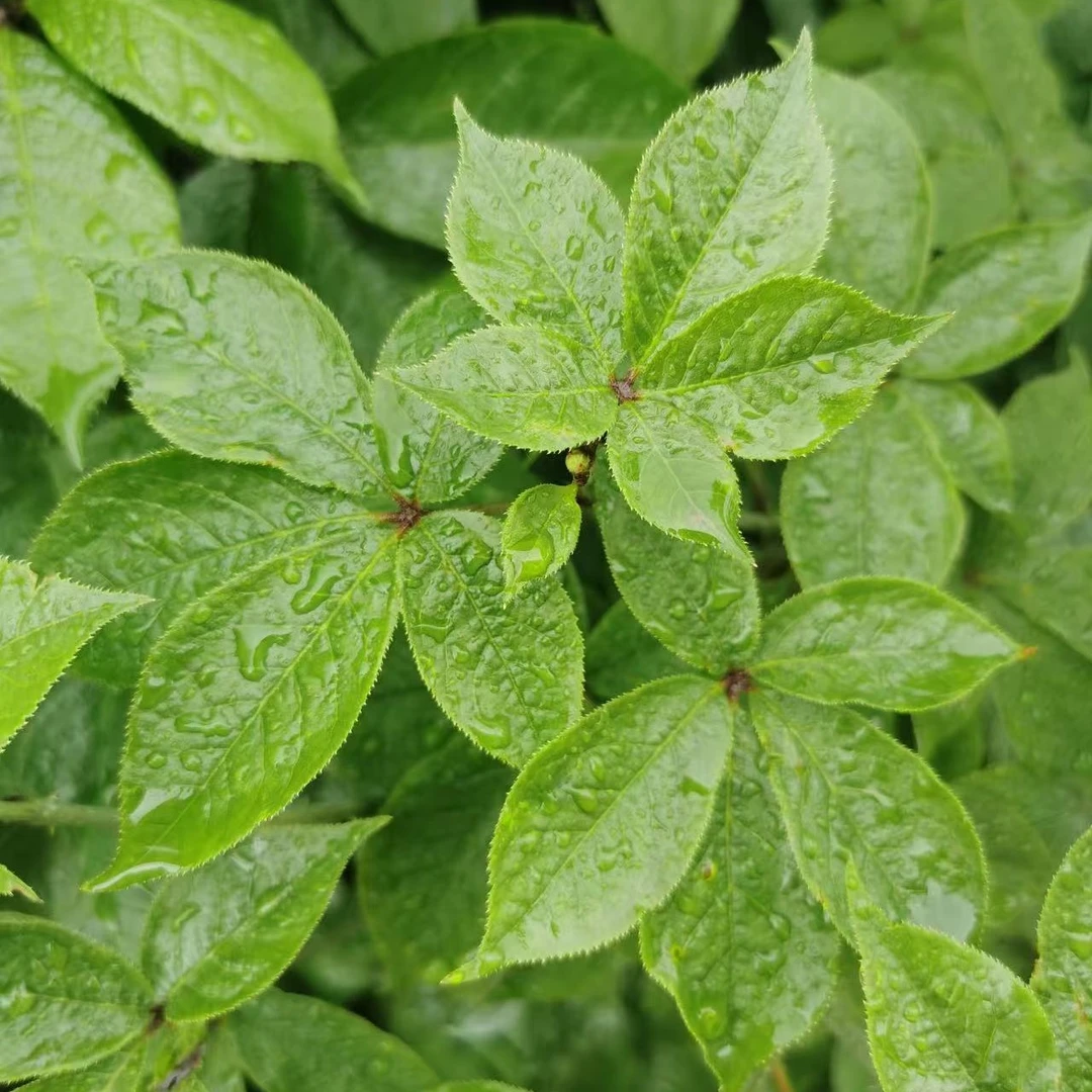 【永乐农人】东北深山采摘刺五加茶瓶装