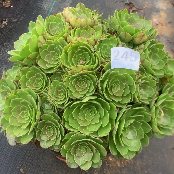 245万拉丝多肉植物