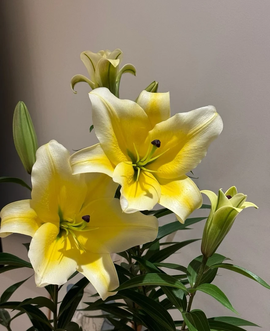 四季可种【黄天霸】香水百合种球，室内外都可种植好种好养