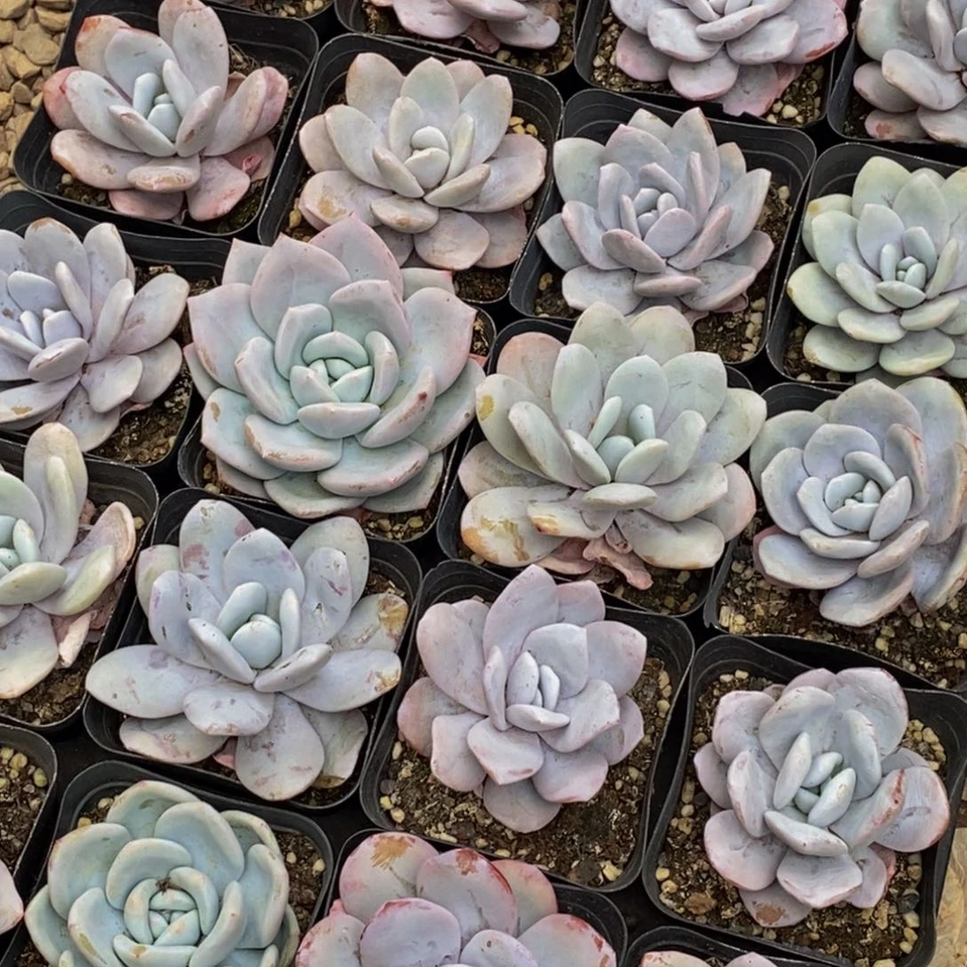 油*饼107多肉植物保护研究所