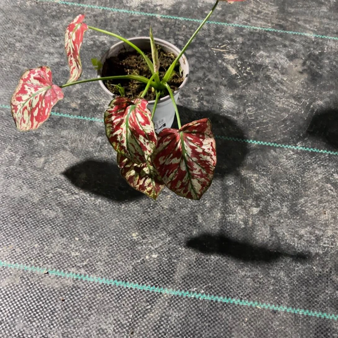 李***亮无花朵          864变异猩红不包售后