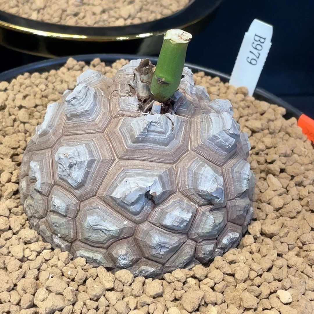 979号龟甲龙10.5公分