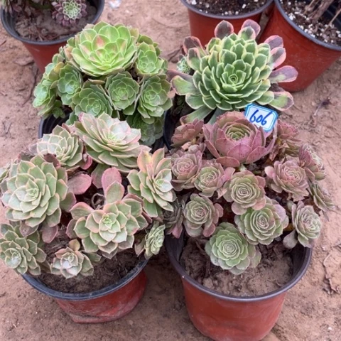 606多肉植物组合，