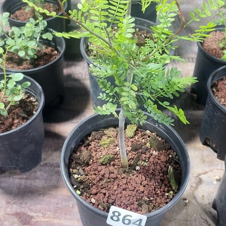 864飞羽没药橄榄块根