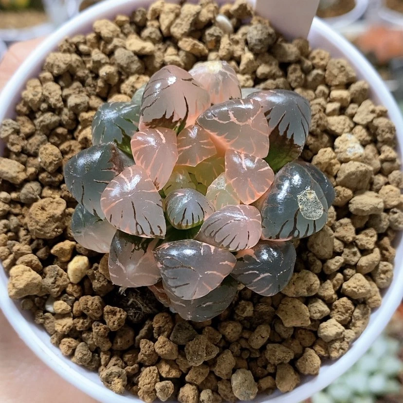 【闪购商品】69OB冰灯