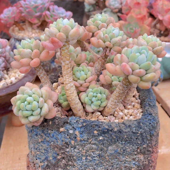 玫瑰型多肉鱼子酱