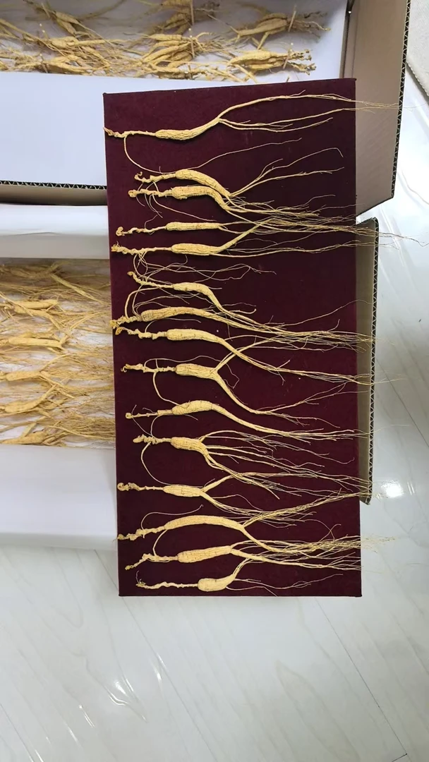 长白山林下参参--适合煲汤泡酒泡水打粉15-17年泡水精品人参