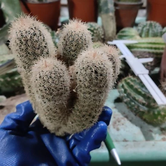 幸***j仙人球河马虾群6头