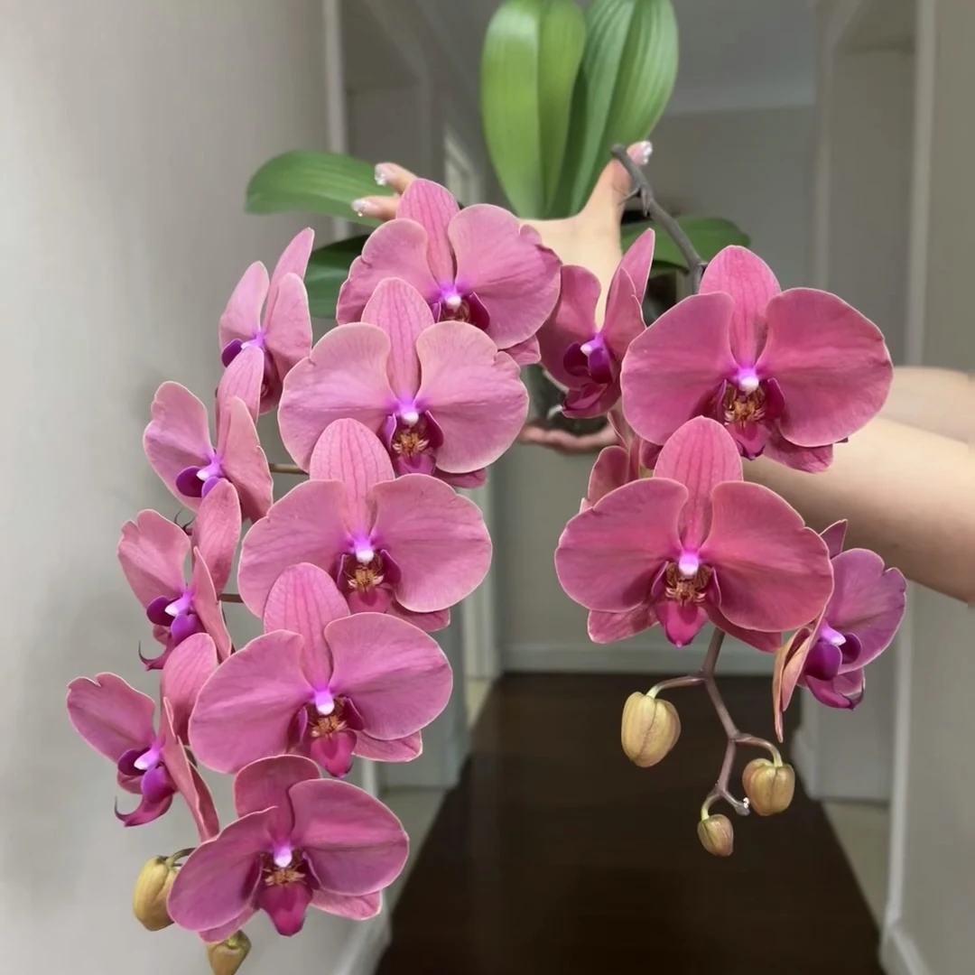 植趣花卉【和鸣沙糖桔】叶片变异3.0寸成熟大苗 叶片轻叶损