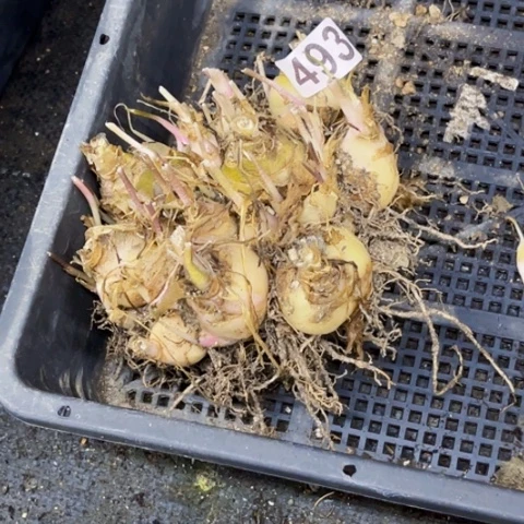 493油点百合一物一图如