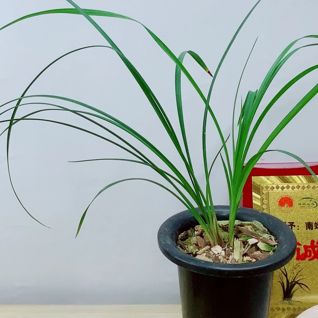 当前无花栽培后可以开花