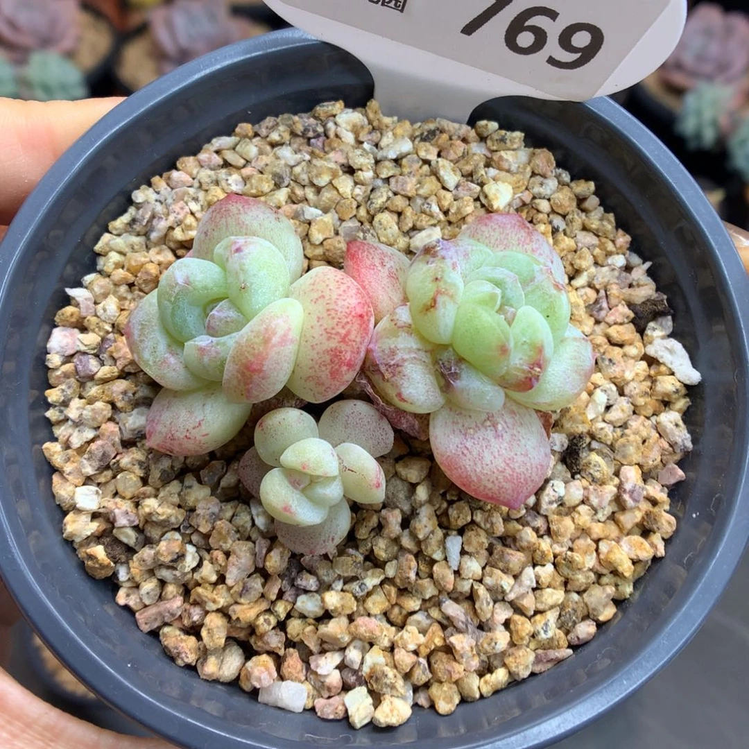 769三头冰玉石化多肉