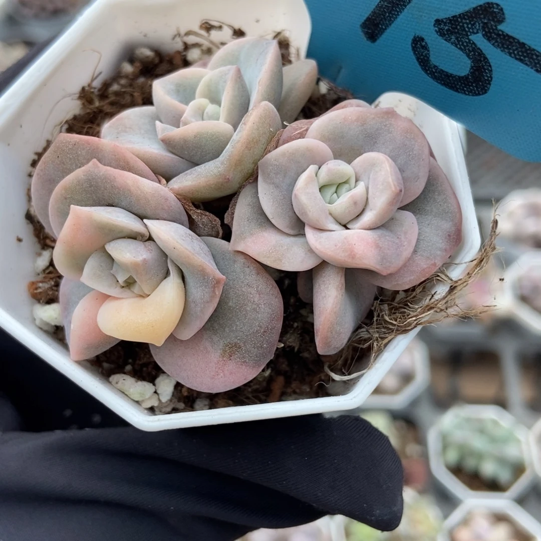 1795可爱玫瑰锦多肉