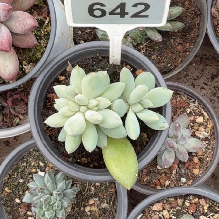 多肉植物哥特缀化642