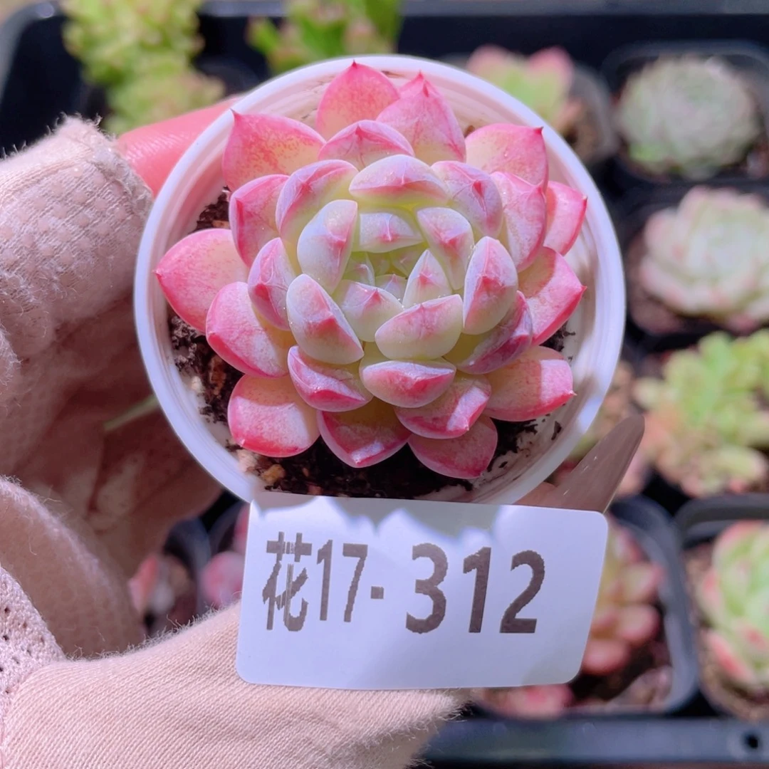 花利美17-312白桃汽水