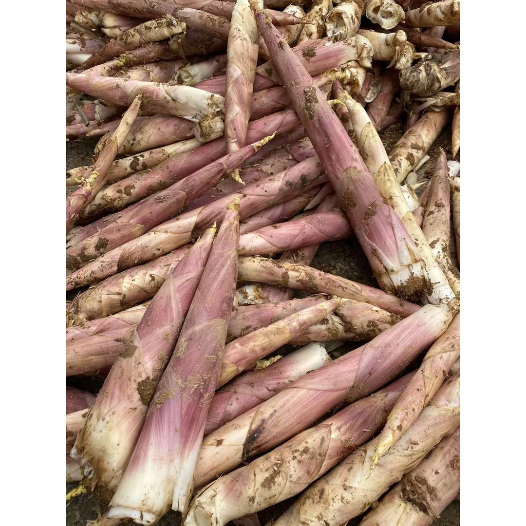 直播间专属福利高山雷竹笋