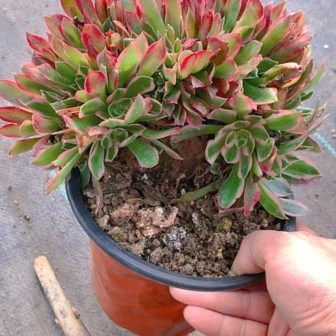 522女神缀化多肉植物