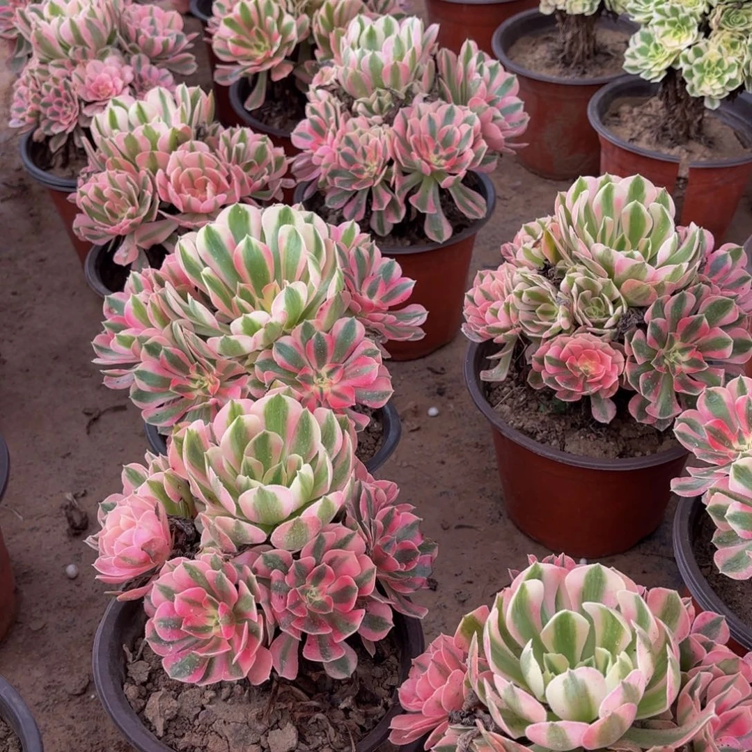 粉女巫9.9法师多肉木质