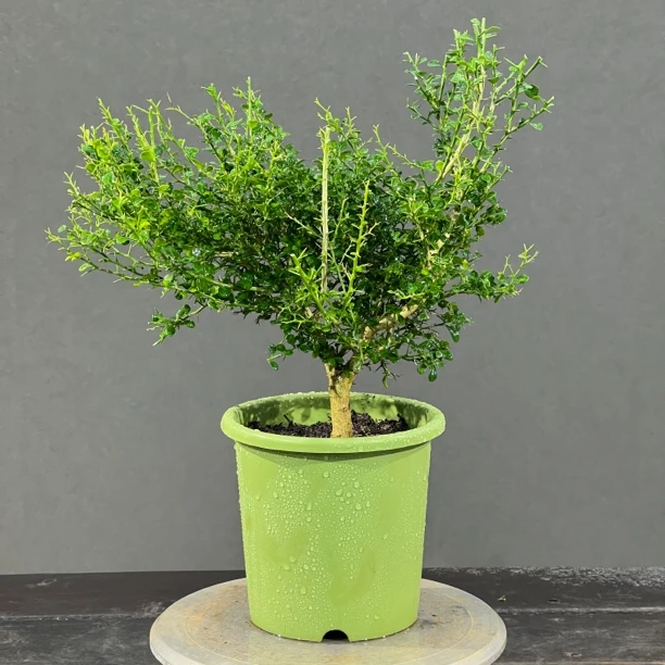 原生手指盆栽观果植物 四季常青 一物一拍