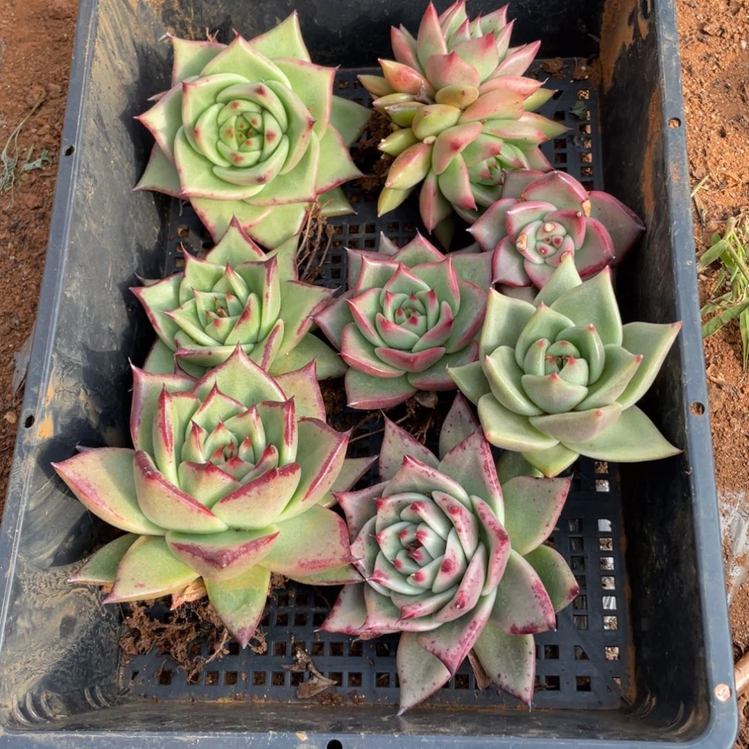 无花朵若茹东云单拍E979