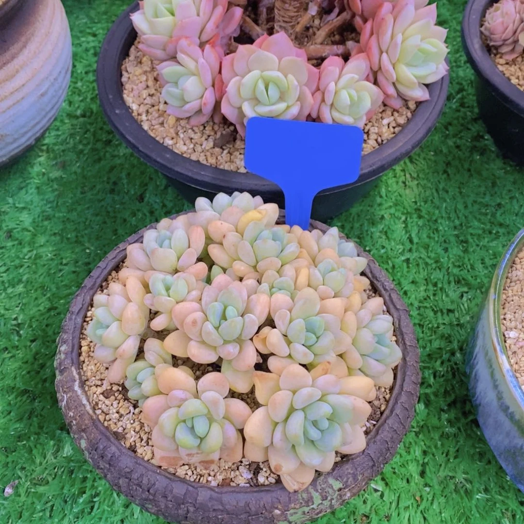 随*开心多肉植物多肉