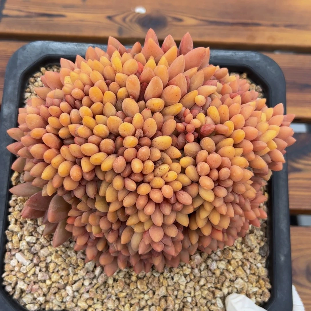 桃花源缀化多肉植物