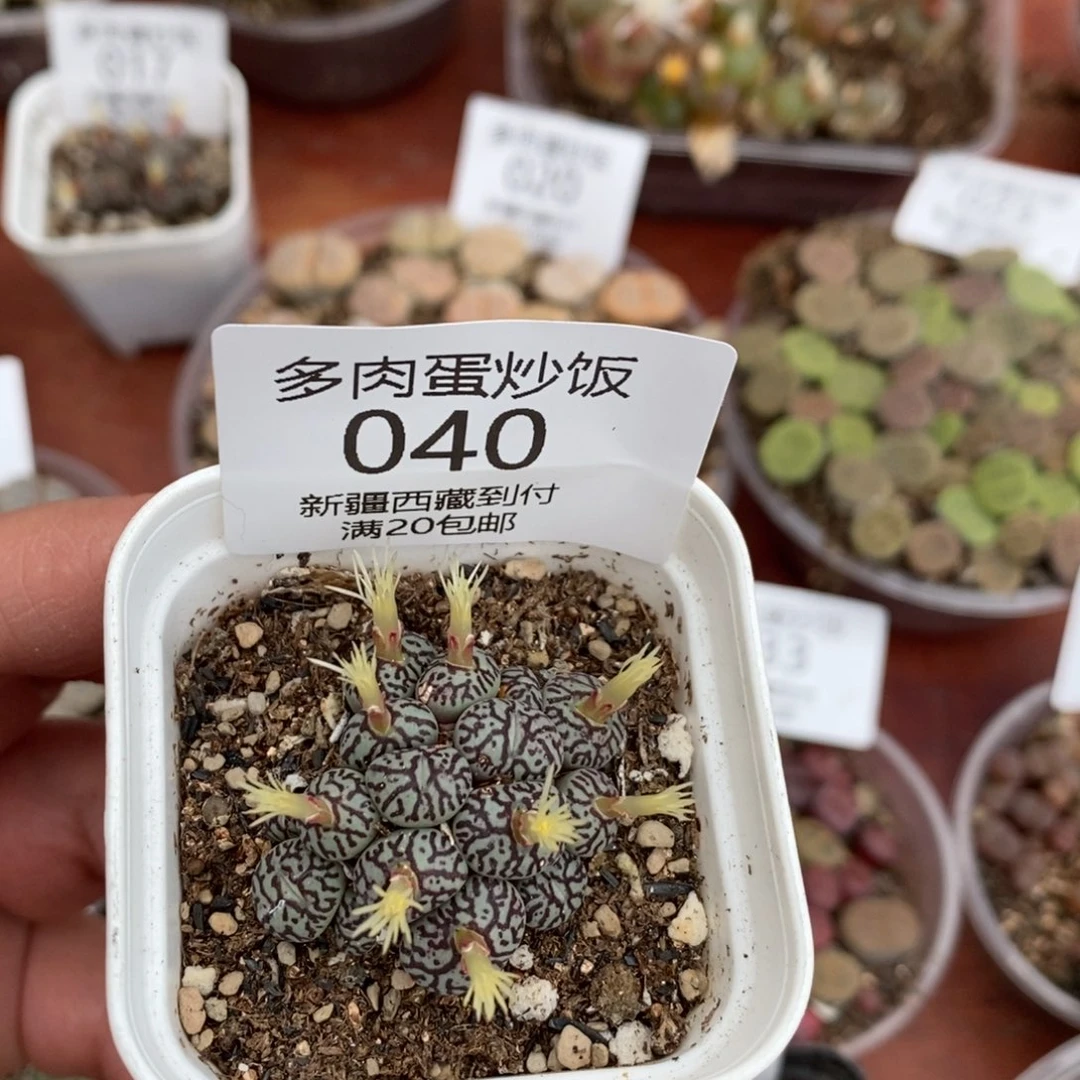 感谢您的支持，0040