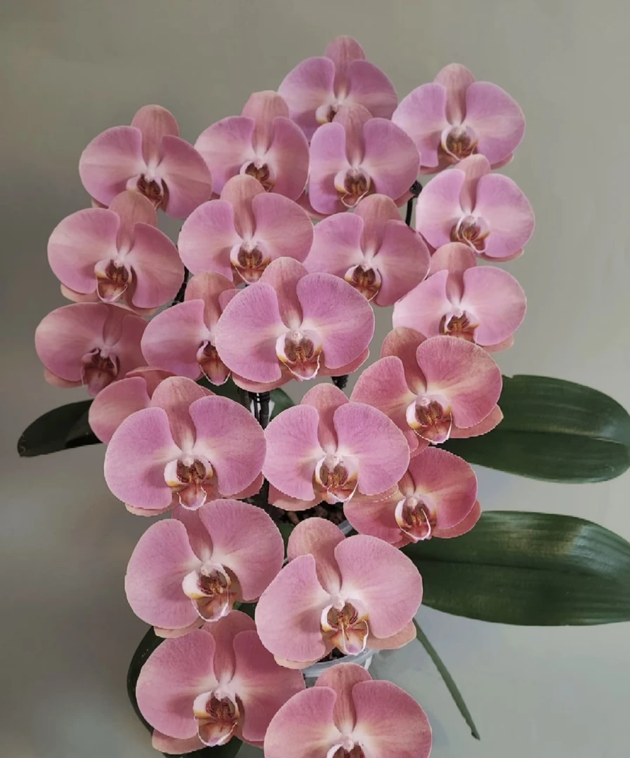 大鲑鱼蝴蝶兰3.5加高成熟苗不带花室内盆栽植物基地直发