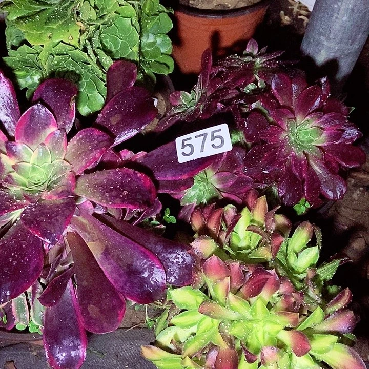 四科多肉老庄575多肉不包断