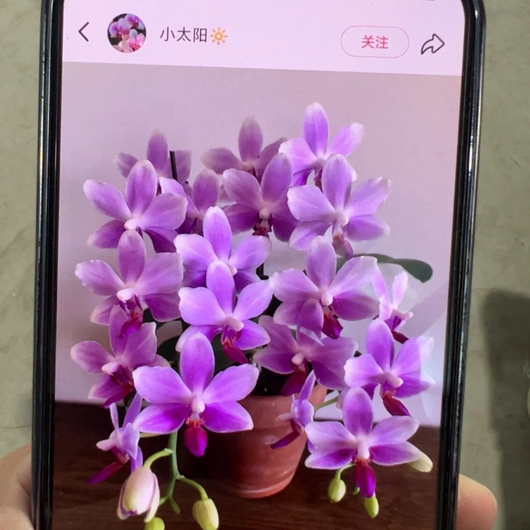 当前无花栽培后可以开花紫水仙凑单发货