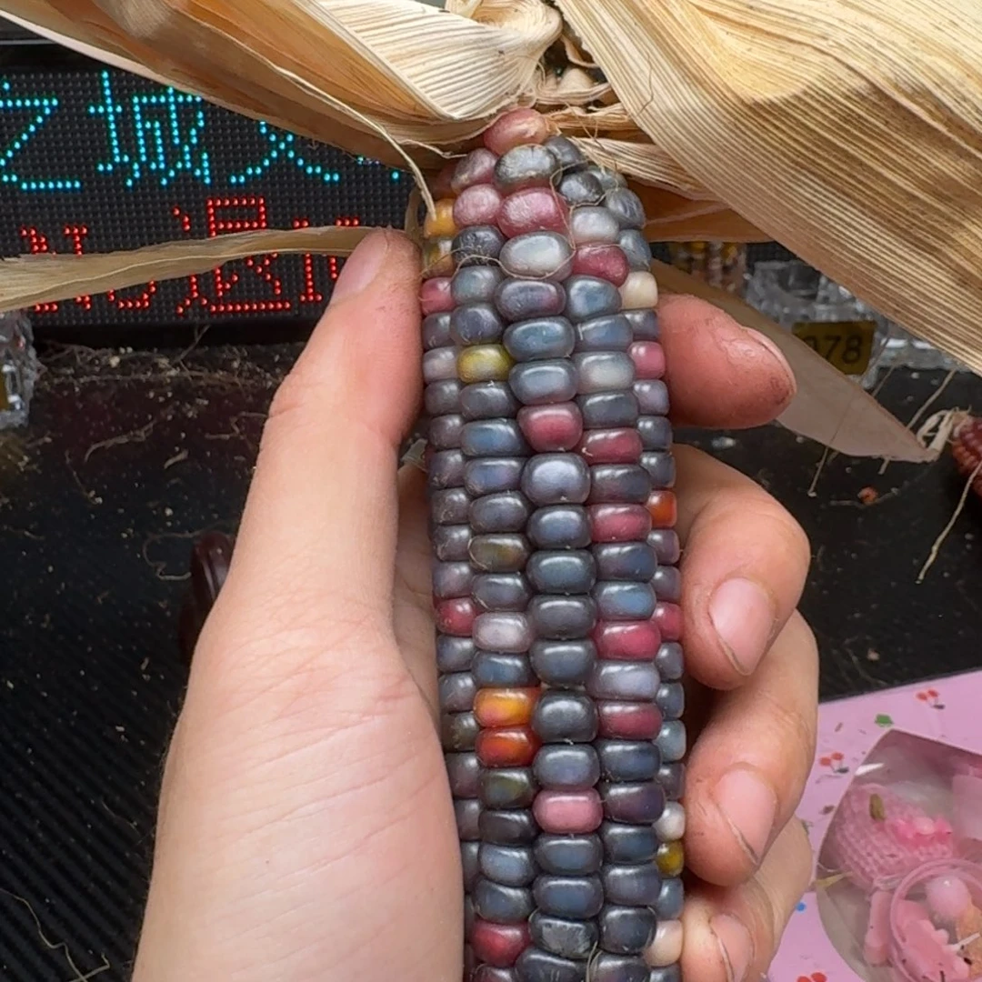 柏香籽/百香籽吊坠米*