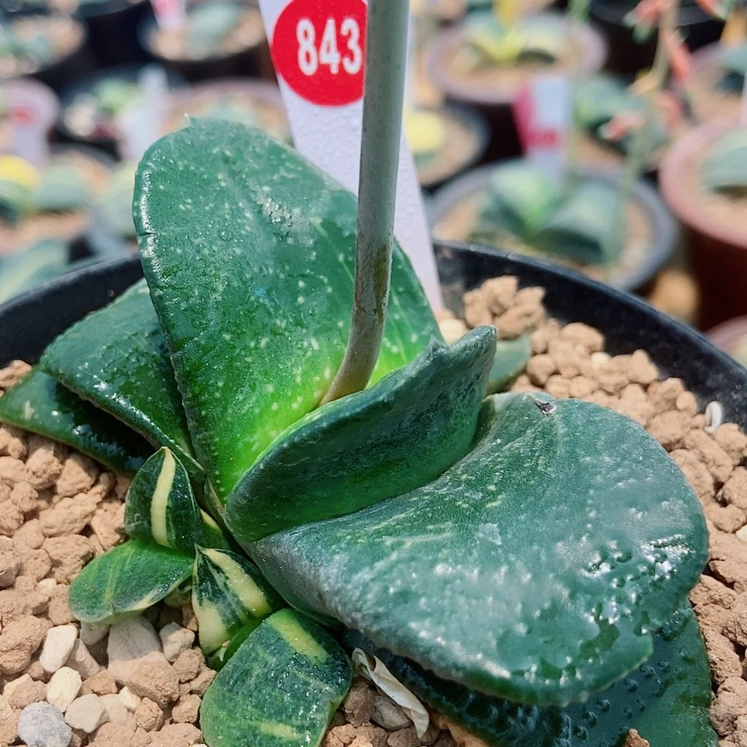全部花苞843卧牛实生转带两个侧牙锦很好带盆发货