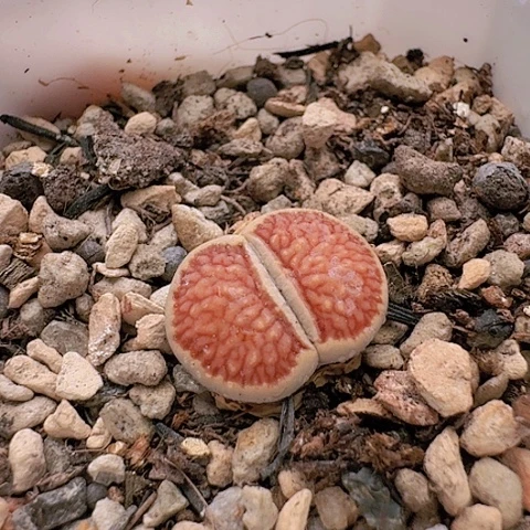 花*?1075菊红窗菊花纹带盆土