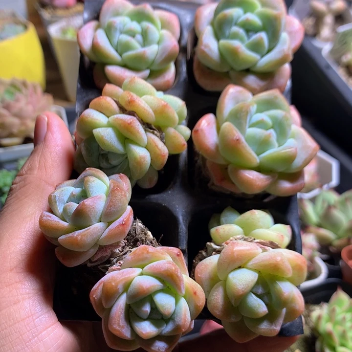 6颗老冰玉组合一物一拍