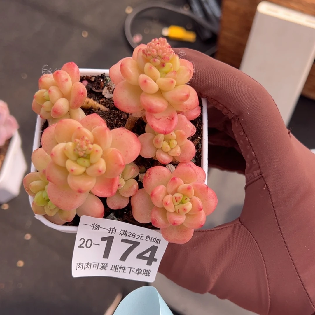 香格里多多肉多肉多肉