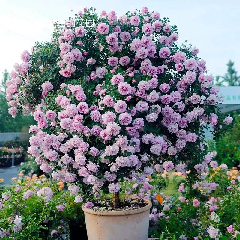 【蓝色阴雨 浓香四季多头】4年大苗修剪1.5米爬藤花耐寒耐热