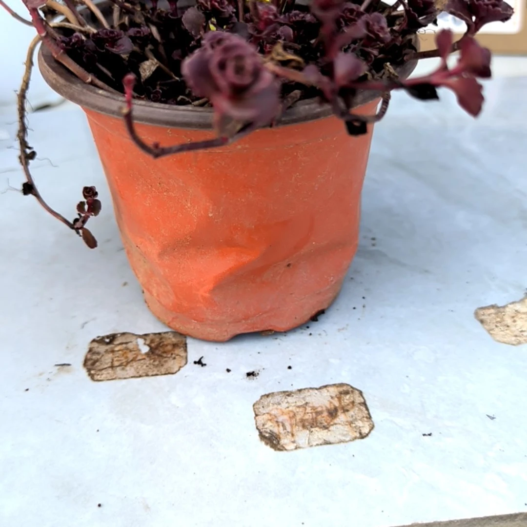 满6元包邮，小球玫瑰老庄大颗，53号