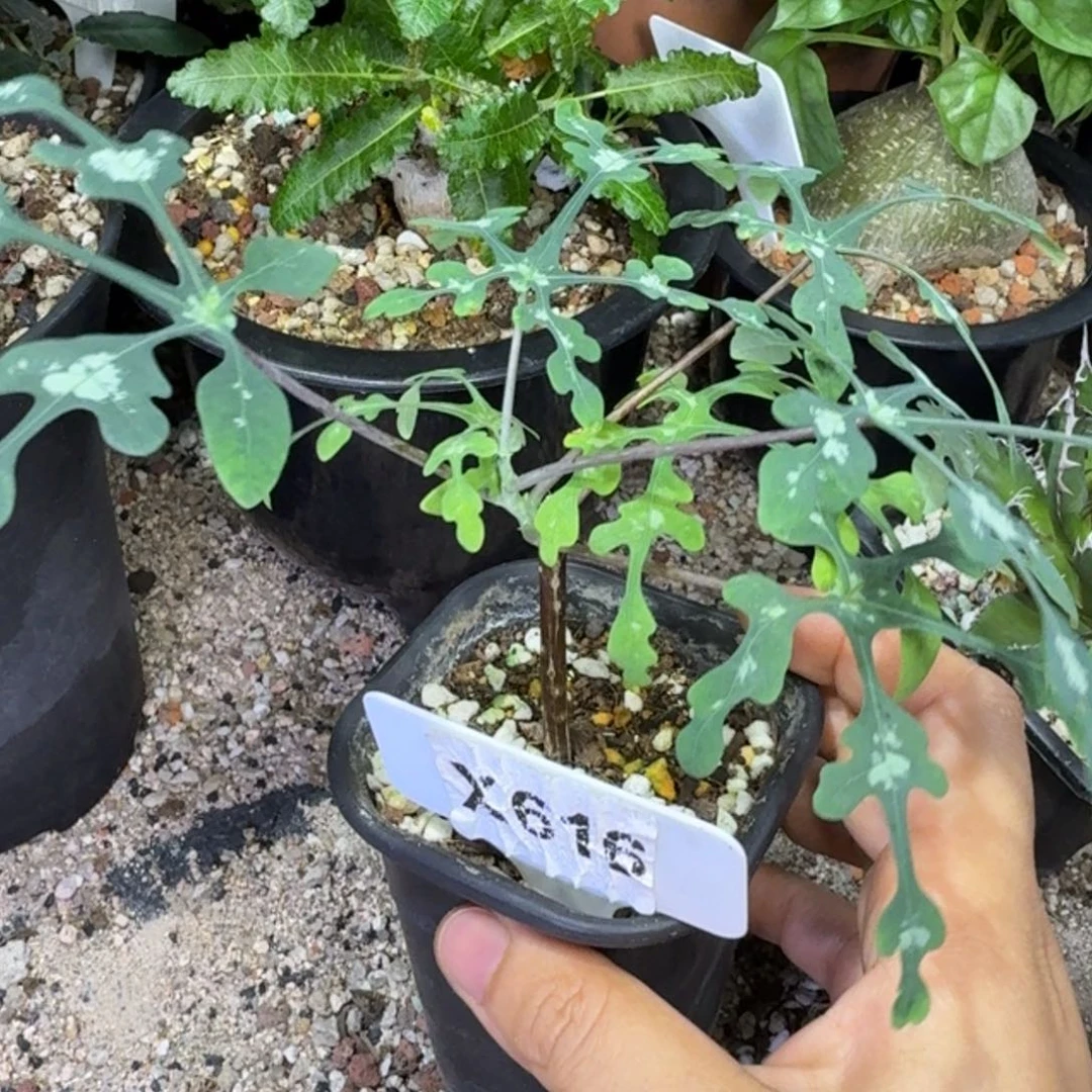 开播福利喜水雪花西番莲带盆发