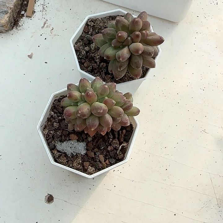 嗨**好青蛙王子儿童牙膏111