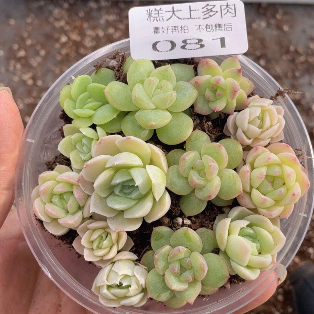 糕大上多肉植物81