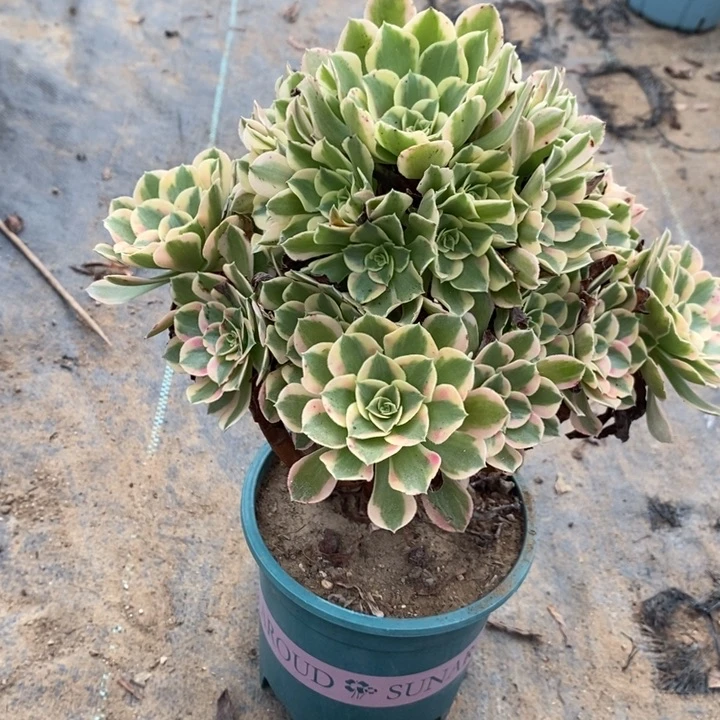 粉女郎41多肉植物保护法师
